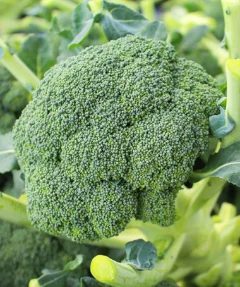 Organic Broccoli Powder